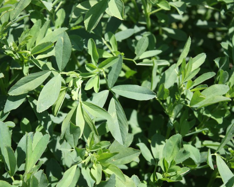 Closeup of alfalfa crop.