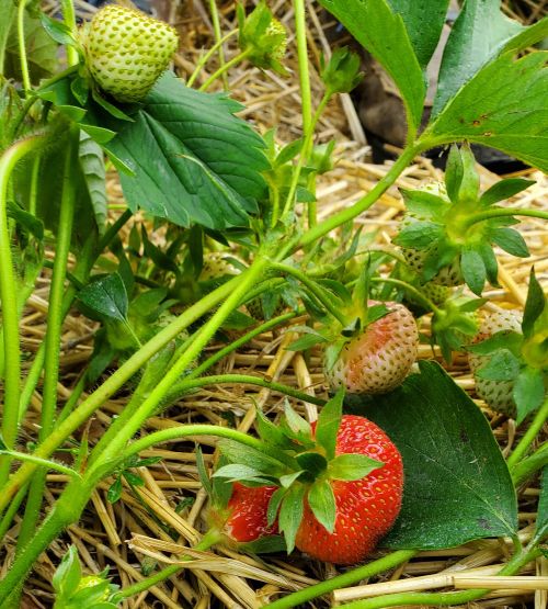 Strawberries growing on top of mulch.