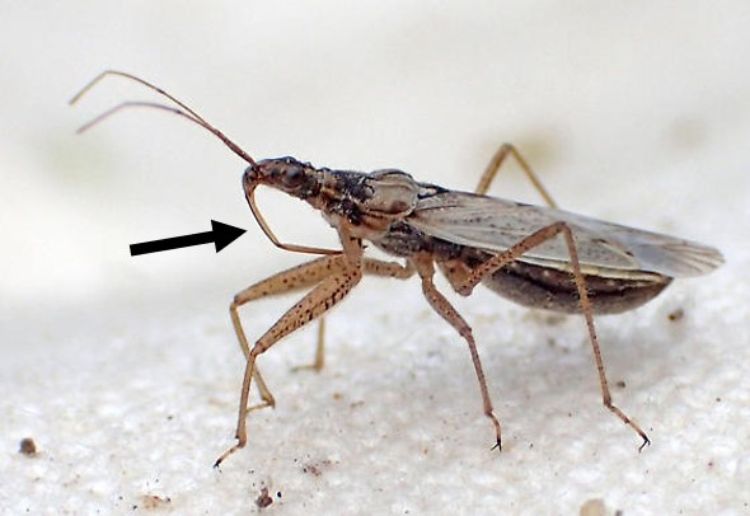 A black arrow points to the curved beak of a damsel bug.