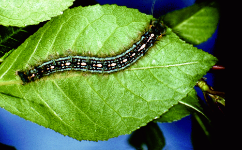 Larvae have long, silky hairs with a row of elongated spots along the back.