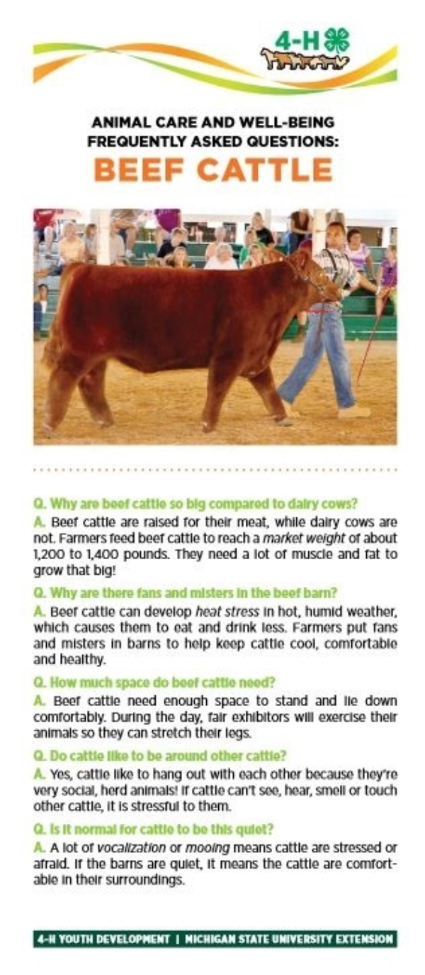 Beef cattle bookmark.