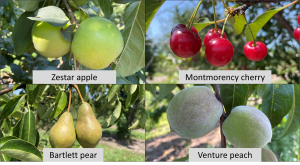 West central Michigan tree fruit update – July 21, 2022