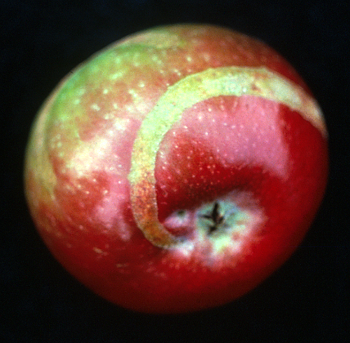  Early larval feeding leaves brown spiral scars on the fruit skin. 