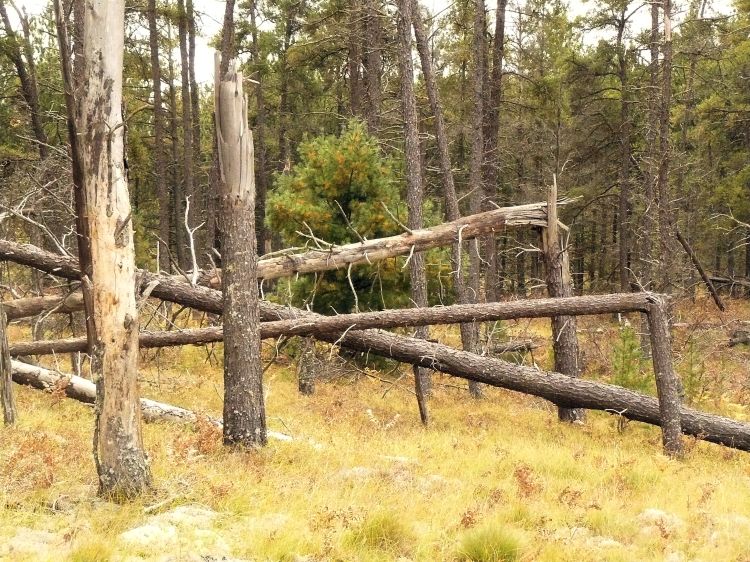 Wind damage has knocked over trees.