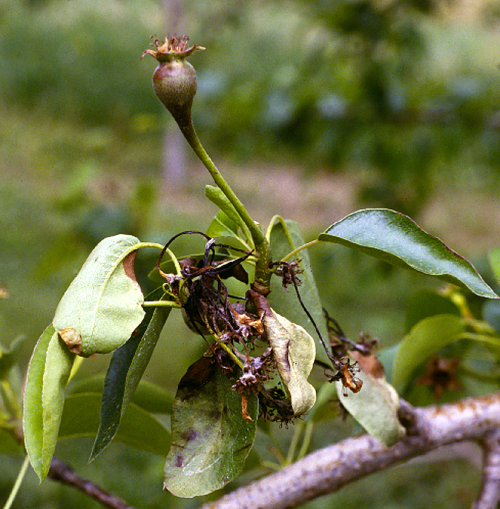 The fruiting spur dies.