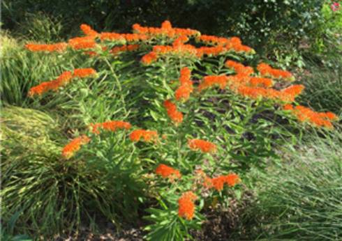 Butterfly weed.  One of the perennials available at the Tollgate Plant Sale
