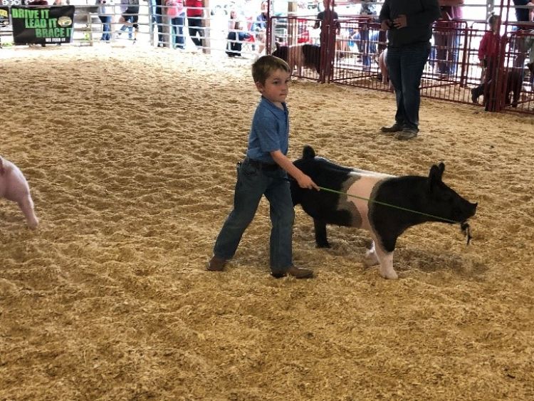 Boy showing hog