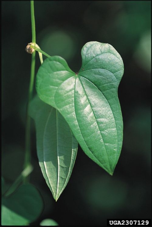 Chinese yam has leaves that are heart-shaped  Photo credit: James H. Miller, USDA Forest Service, Bugwood.org