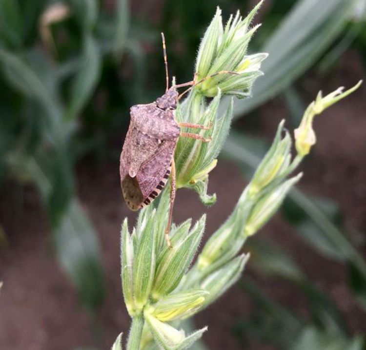 Brown marmorated stink bugs have a brown, shield-shaped body with black and white banding along both their rear end and antennae. Photo by Marissa Schuh, MSU Extension.