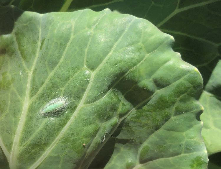 Loose silk netting on leaf