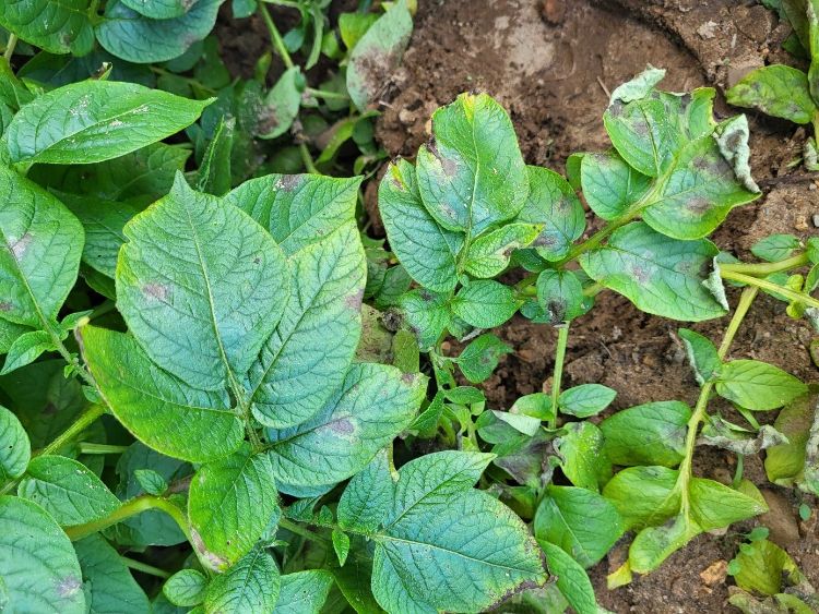 Potato late blight symptoms on leaves of a potato plant.