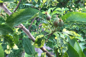 Grand Rapids area tree fruit update – June 23, 2020