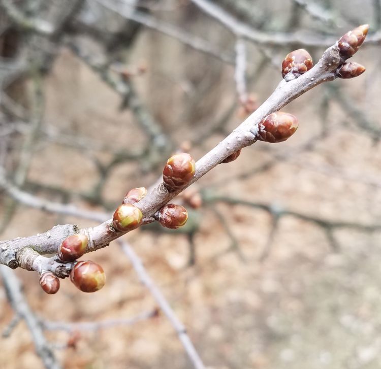 Cherry buds