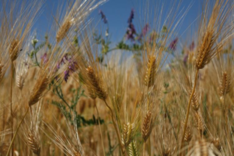 Photo courtesy of MSU Student Organic Farm.