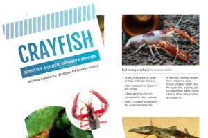 RIPPLE invasive crayfish brochure