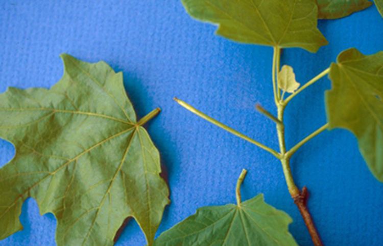 Damage from maple petiole borer