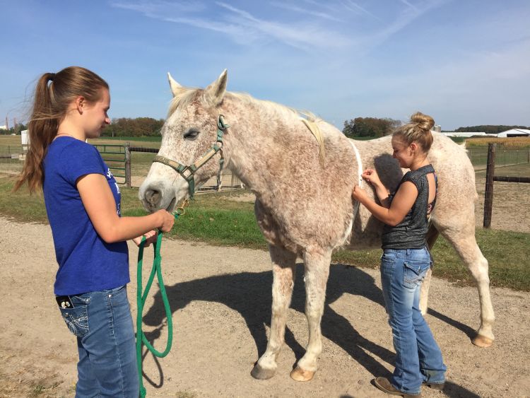 Michigan State University Ag Tech Horse Management students use a weight tape to monitor a horse’s health.