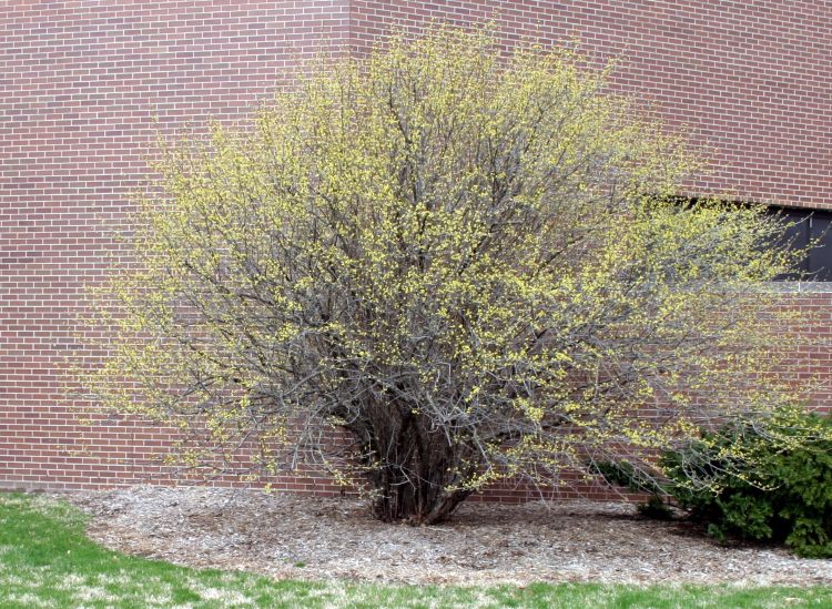 Forsythia bush just beginning to bloom is a good, environmental indicator for applying preemergence herbicides during the “optimum” period. Photo credit: Kevin Frank, MSU