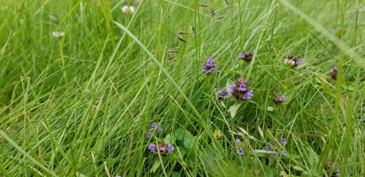 A fine fescue flowering bee lawn.