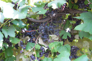 Helping Michigan Concord grape growers compete in a shrinking market