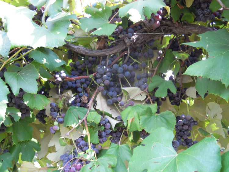 Michigan grape growers need to be able to ripe heavy crop of Concord grapes to stay competitive in a global juice market. Photo by: Mark Longstroth