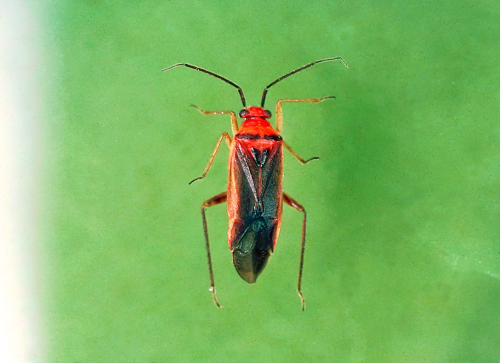  Adult has a bright red head and thorax with brown wings. 