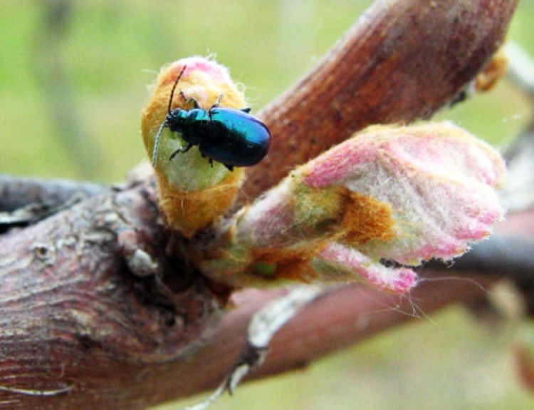 Grape flea beetle adult. Photo credit: Steven VanTimmeren, MSU