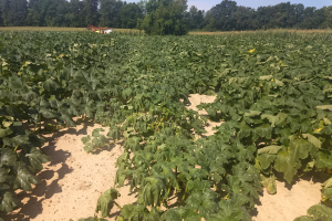 East Michigan vegetable update – Aug. 26, 2020