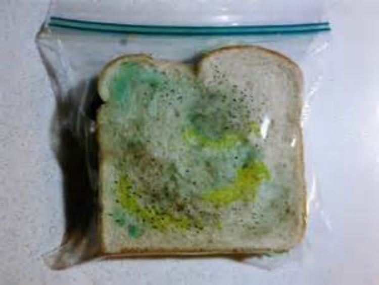 Moldy food – what should I do? - MSU Extension