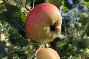 Northwest Michigan fruit update – Aug. 18, 2020