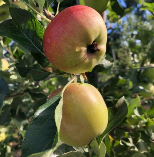 Frass on calyx end of codling moth infested apple