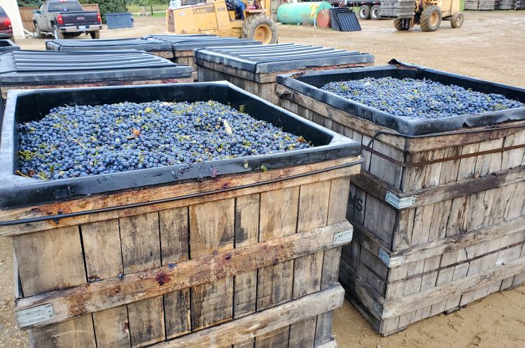 Concord juice grape harvest