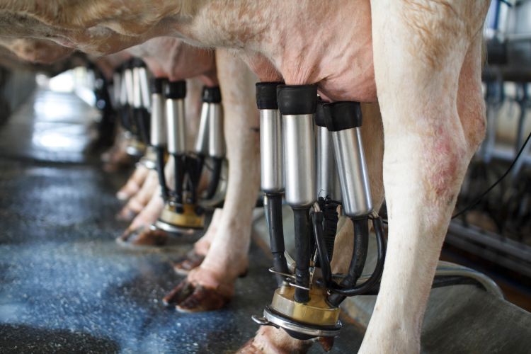 Dairy cows being milked.