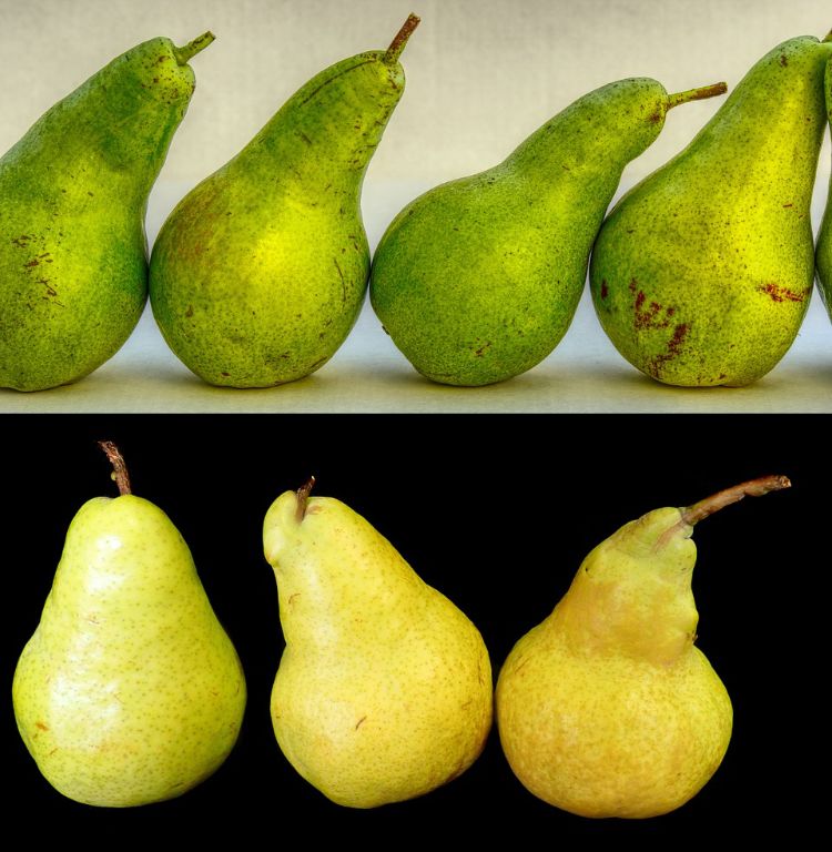 Physiologically immature (top) and mature (bottom) pears.