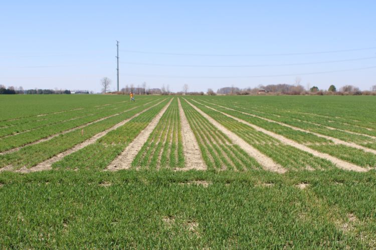 Wheat field