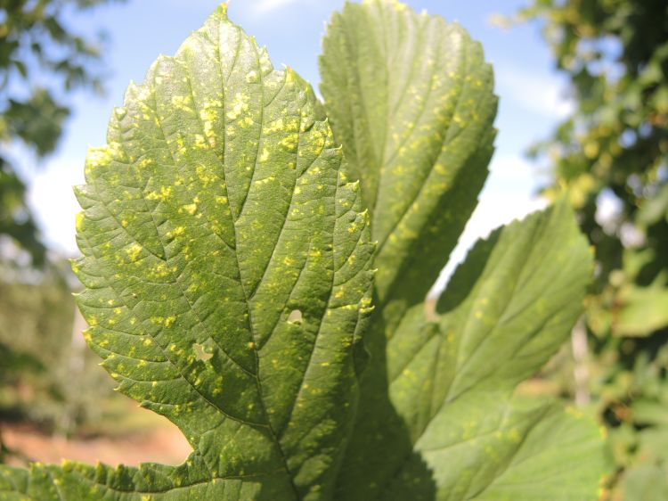 Early symptoms of twospotted spider mite damage on hop. All photos by Erin Lizotte, MSU Extension