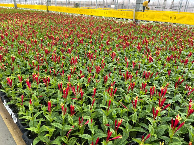 Spigelia flowers in a greenhouse.