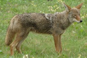 Wildlife Damage Management Series for Midwestern Farmers, Coyotes