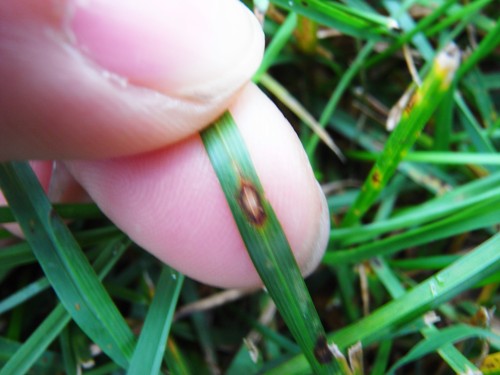  leaf spot 2.jpg 