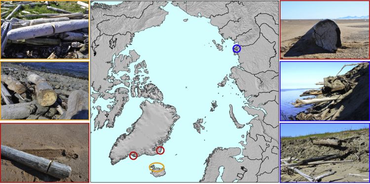 Fig. 1. Driftwood sampling sites across the Arctic. Wood affected by fungi was collected on Iceland (orange), East Greenland (red), and in the Siberian Lena Delta (blue).