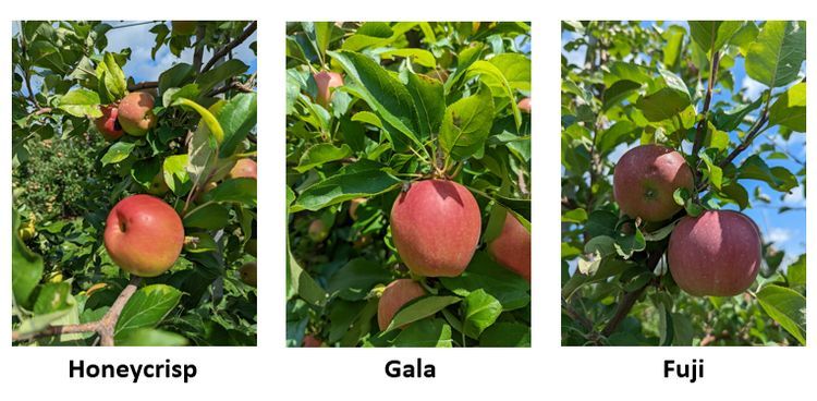 Apples in Sparta, MI on August 22, showing excellent size and color