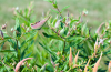 Butterfly weed with pods formed.