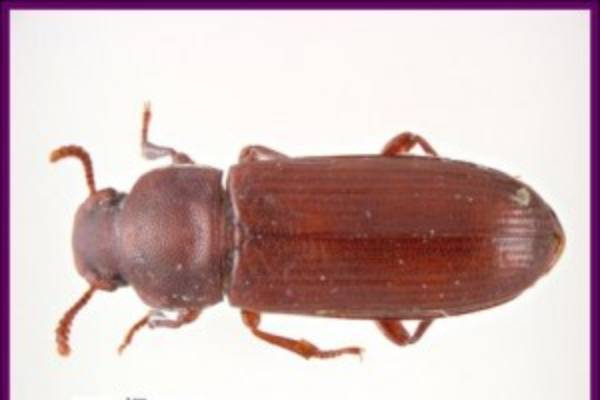 Flour beetle shop