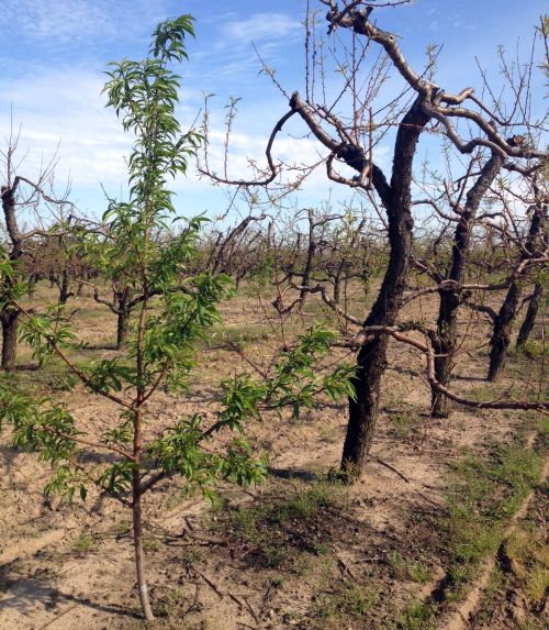 Recent replants in this peach orchard look much better than older, winter-injured trees. Photo credit: Bill Shane, MSU Extension
