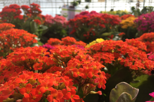 Registration open for the 2019 Greenhouse Growers Expo