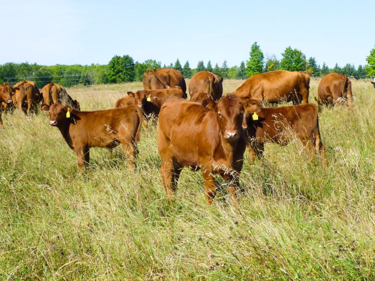 Attendants at the MSU Grazing School will learn about cutting-edge research on animal grazing and forage techniques.