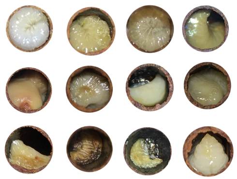 Images of honey bee brood in cells.