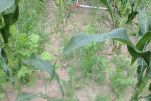 MSU Cover Crop Team Webinar Series: Interseeding cover crops in corn in Michigan