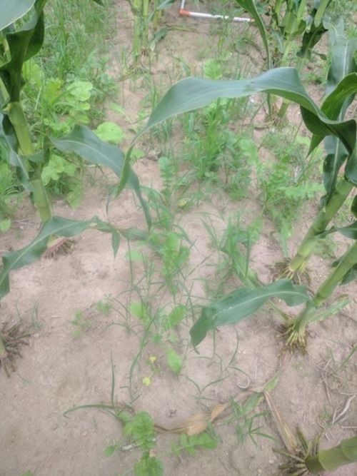 Cover crops interseeded in June in standing corn.