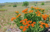 Butterfly weed